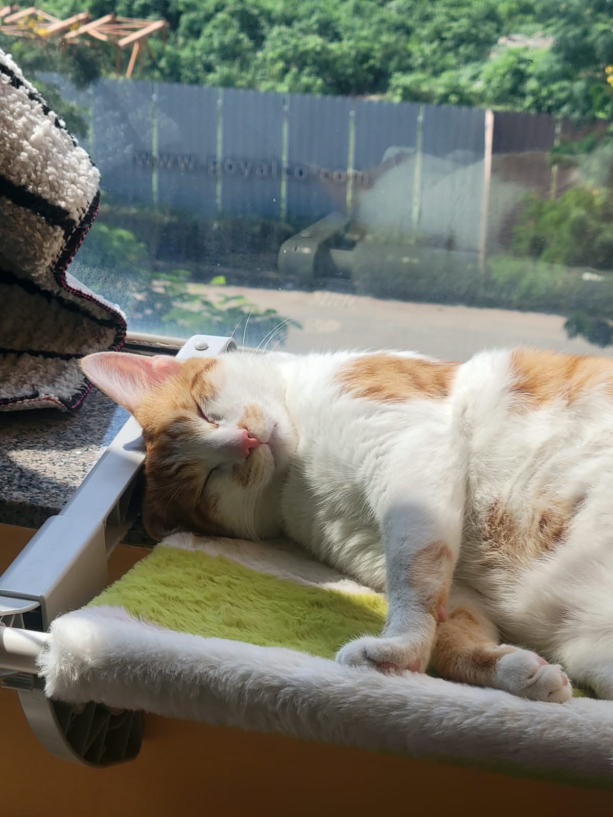 Kuddu Meownshi